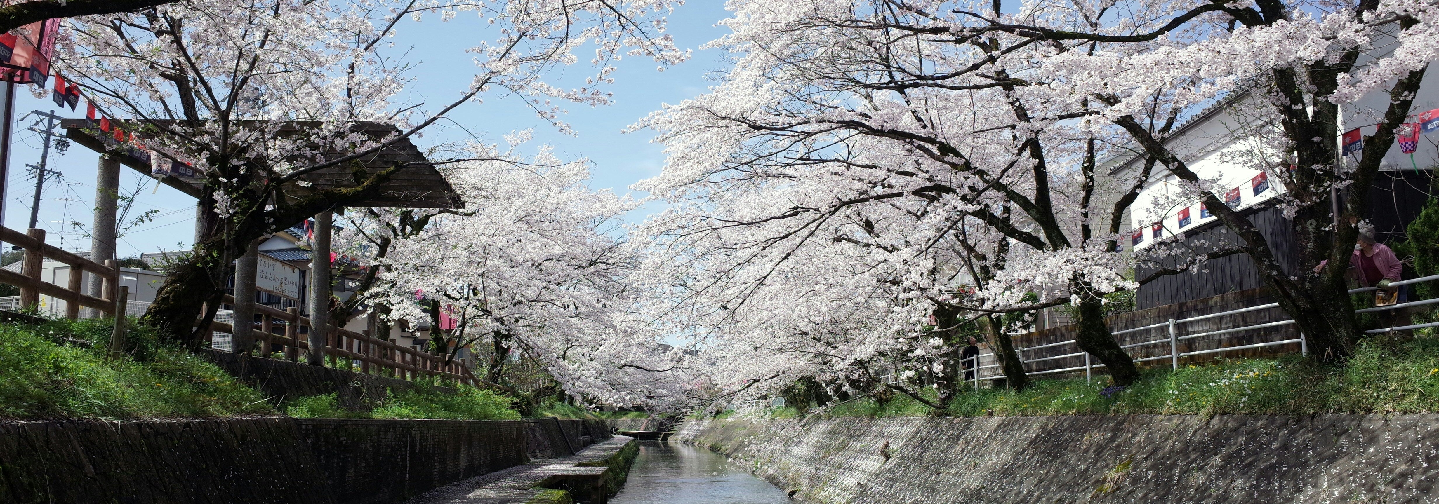 city of Seki with its famous blossoming trees